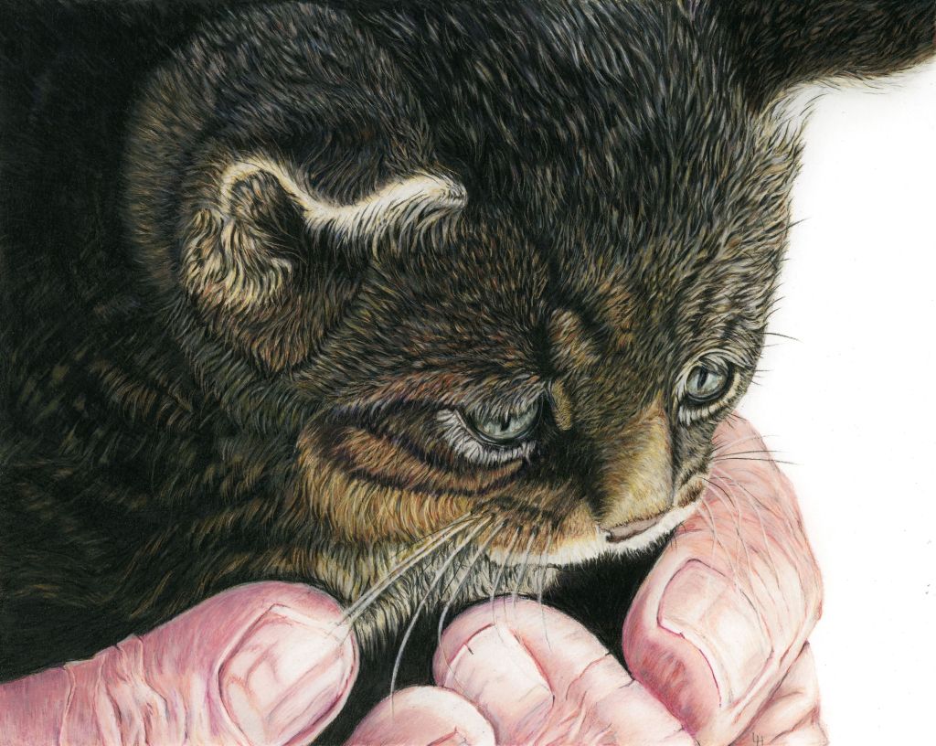 Laura Steels Hitchcock